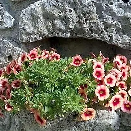 Averto Corfu Dassia (Corfu)